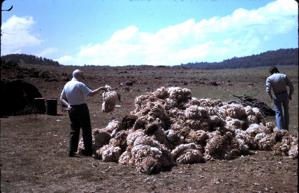 Tonte des Moutons 1974©JPB